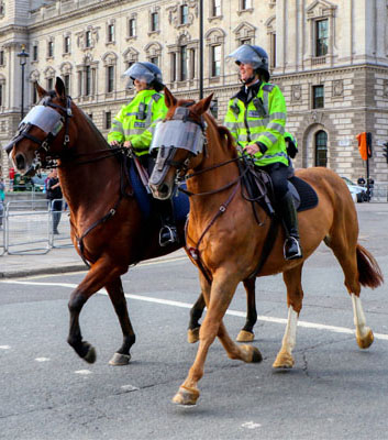 Police Horse Training - Extraordinary Animals